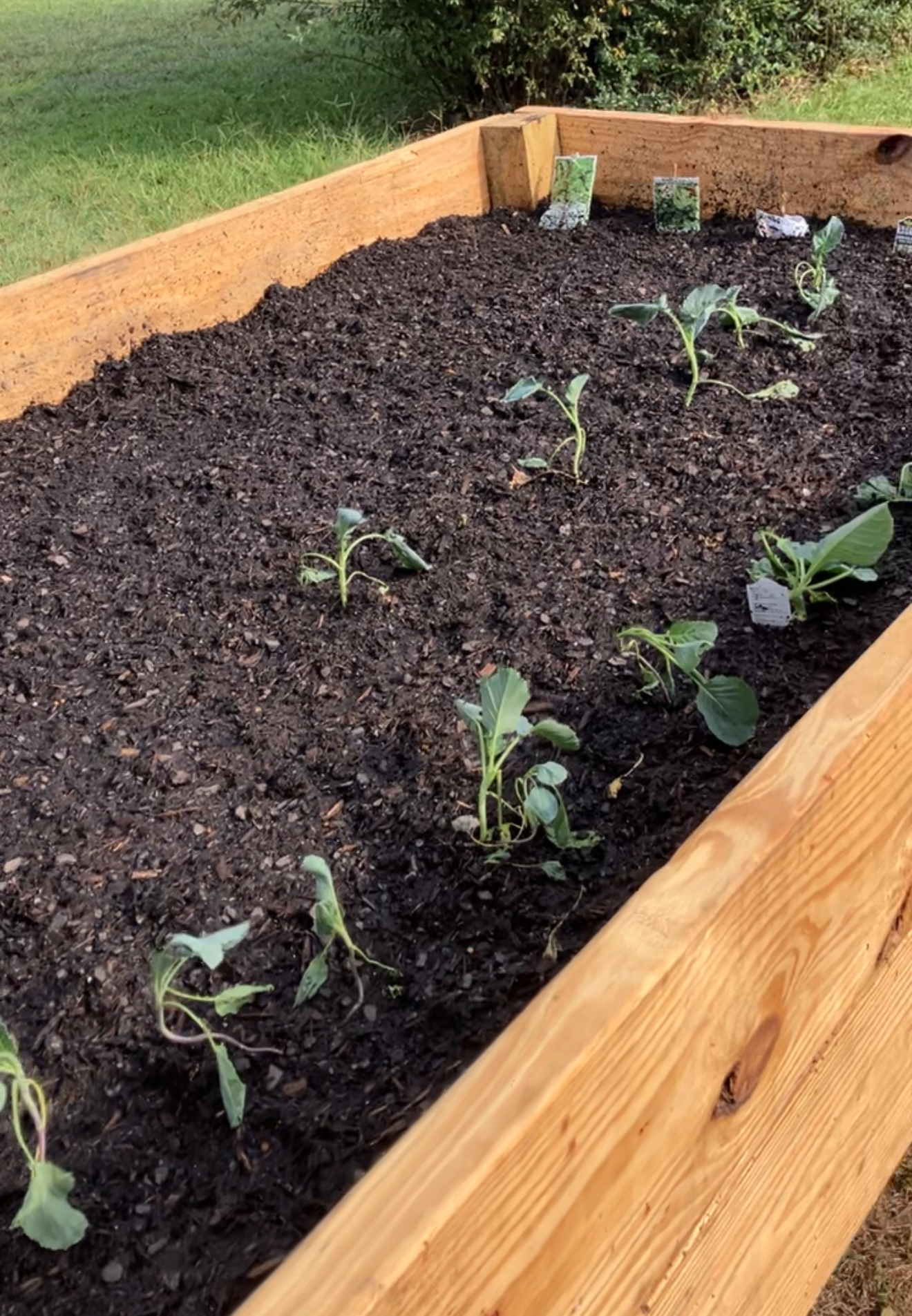 Week 2 - Newly planted raised garden bed with small seedlings