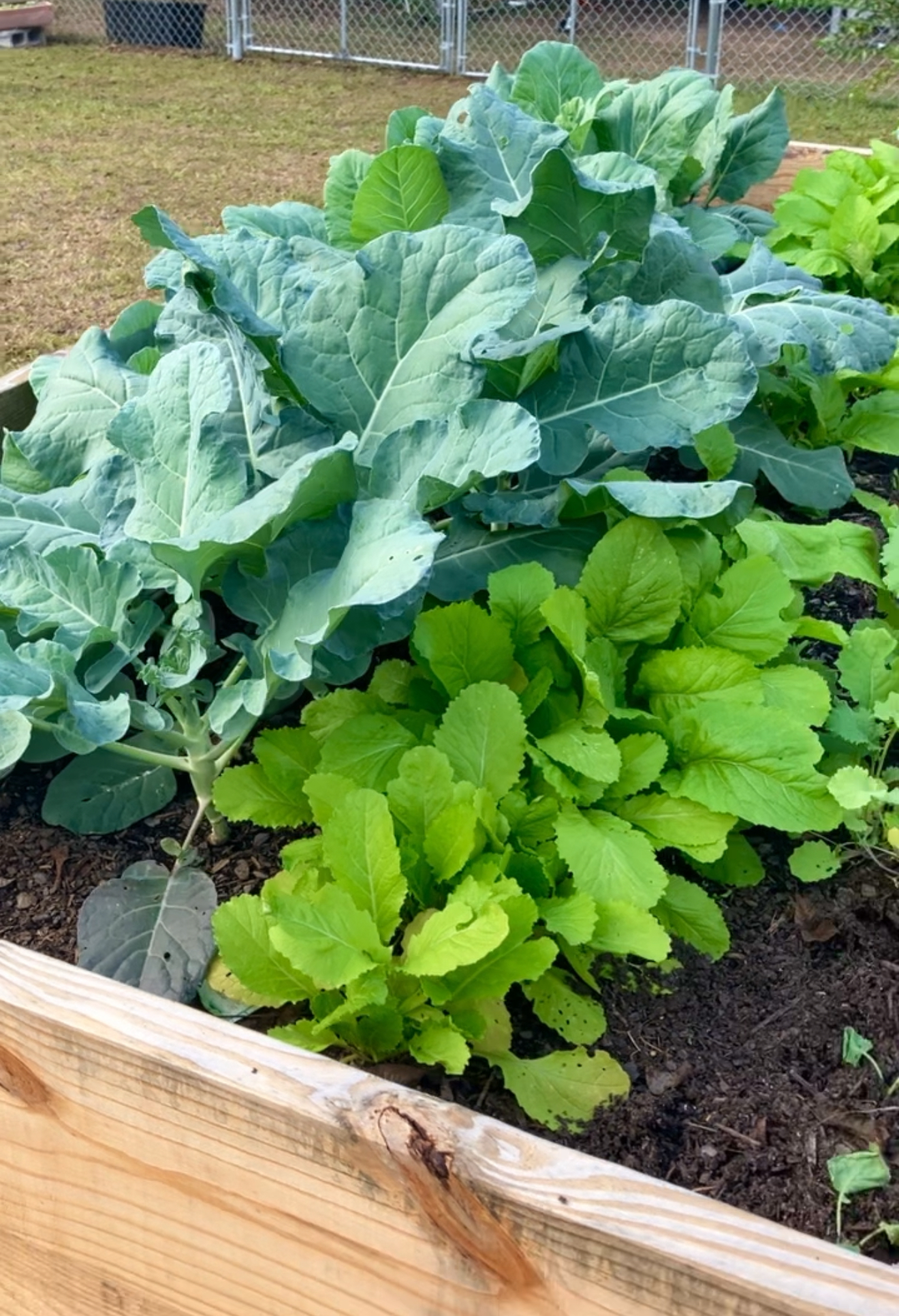 Week 6 - Thriving raised garden bed with mature vegetables including collard greens and lettuce